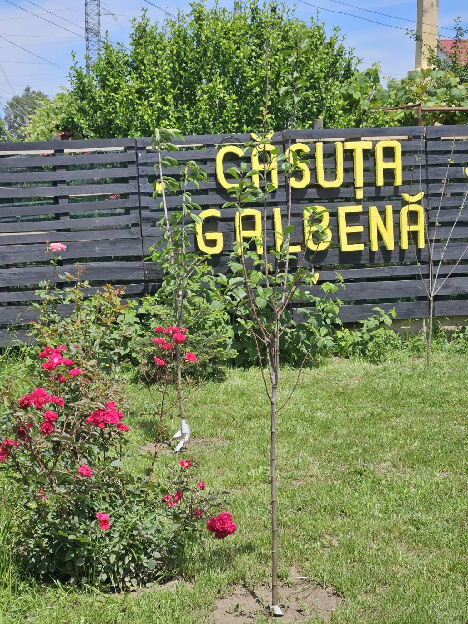 エフォリエ・ノルド Casuta Galbenaヴィラ エクステリア 写真